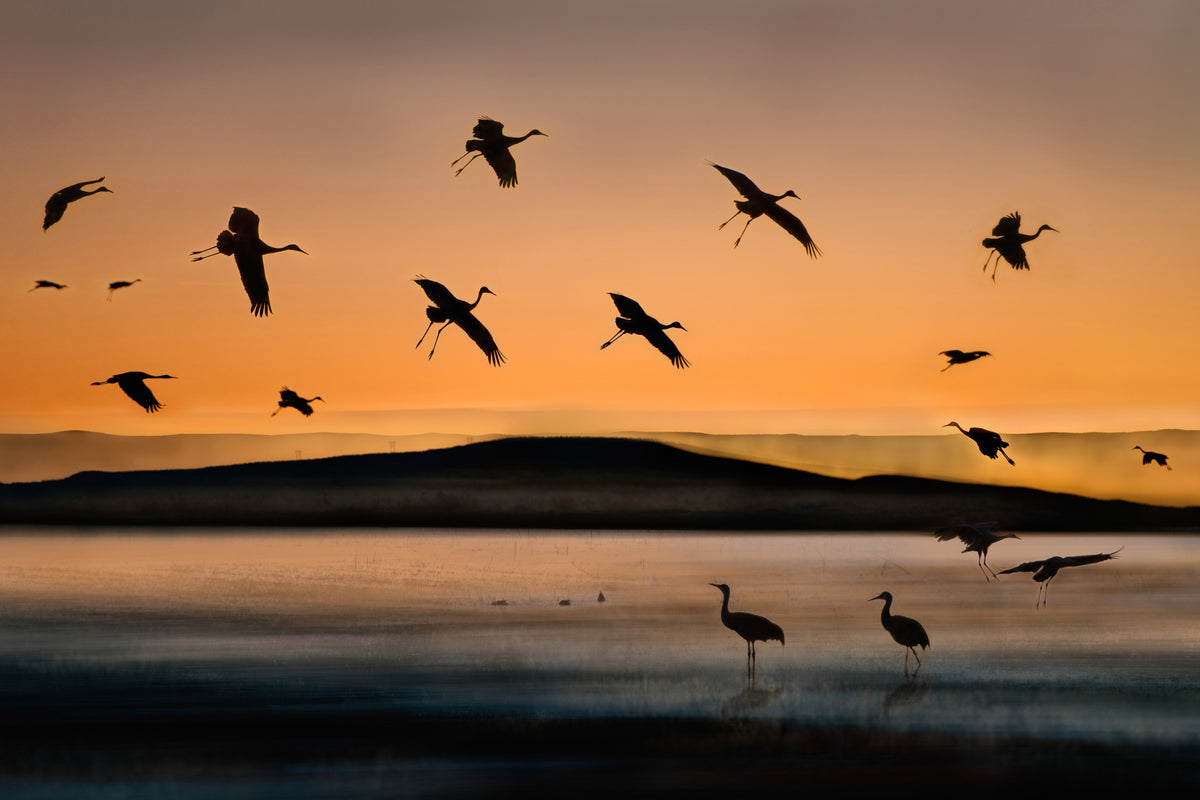 poster-print-fly-in-at-sunset