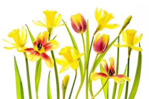 canvas-print-vibrant-spring-x
