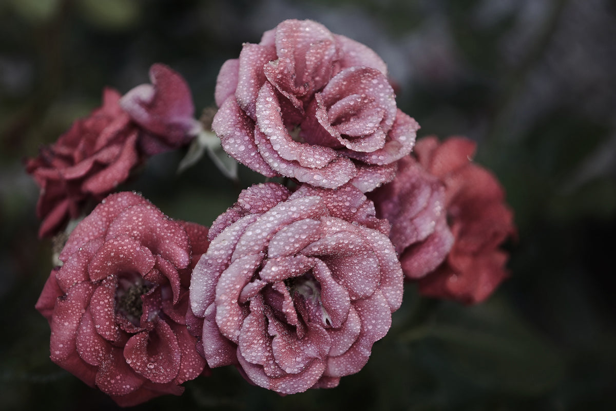 acrylic-print-romantic-roses