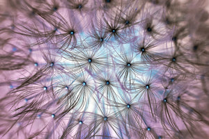 aluminium-print-dandelion-in-the-light-play