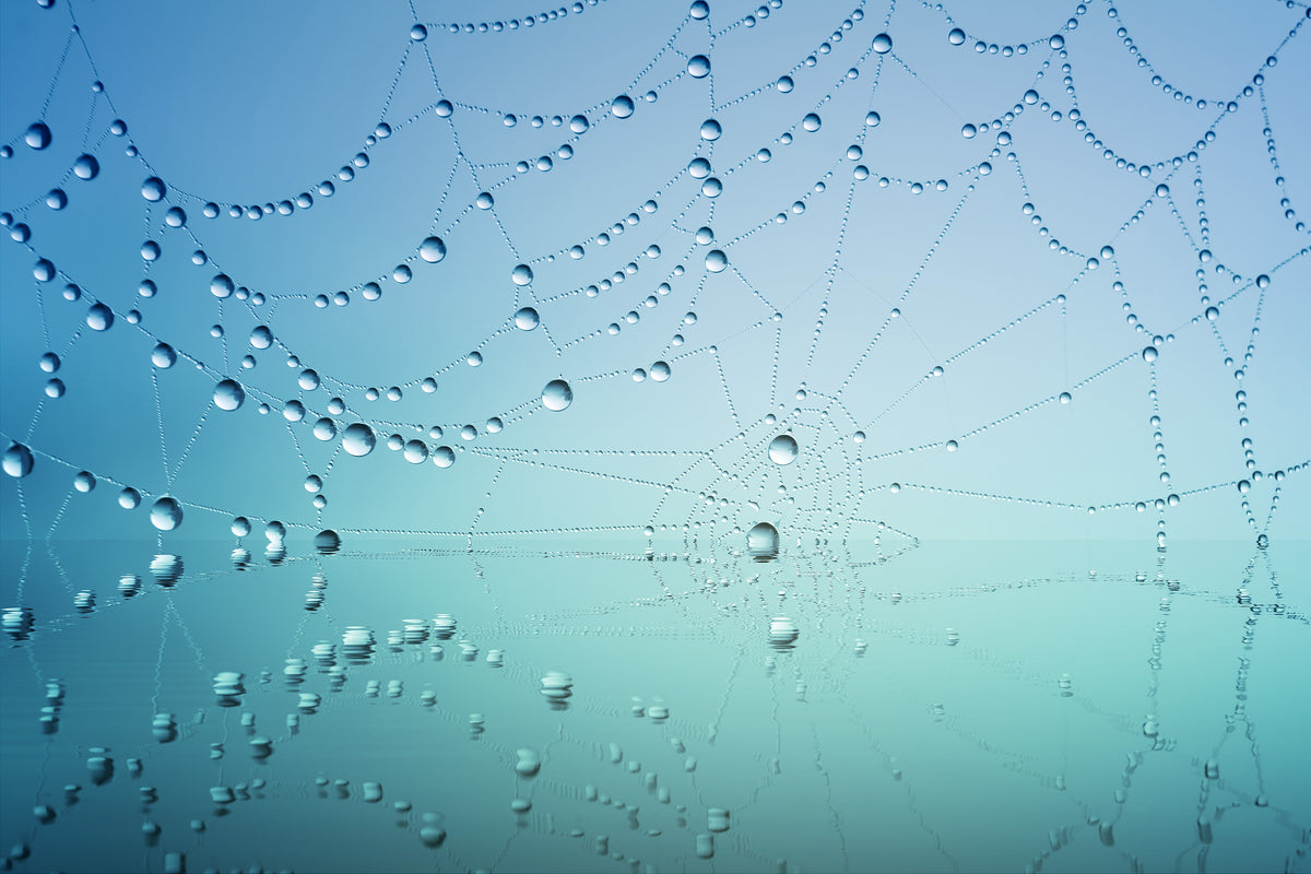 framedcanvas-print-cobweb-in-morning-dew