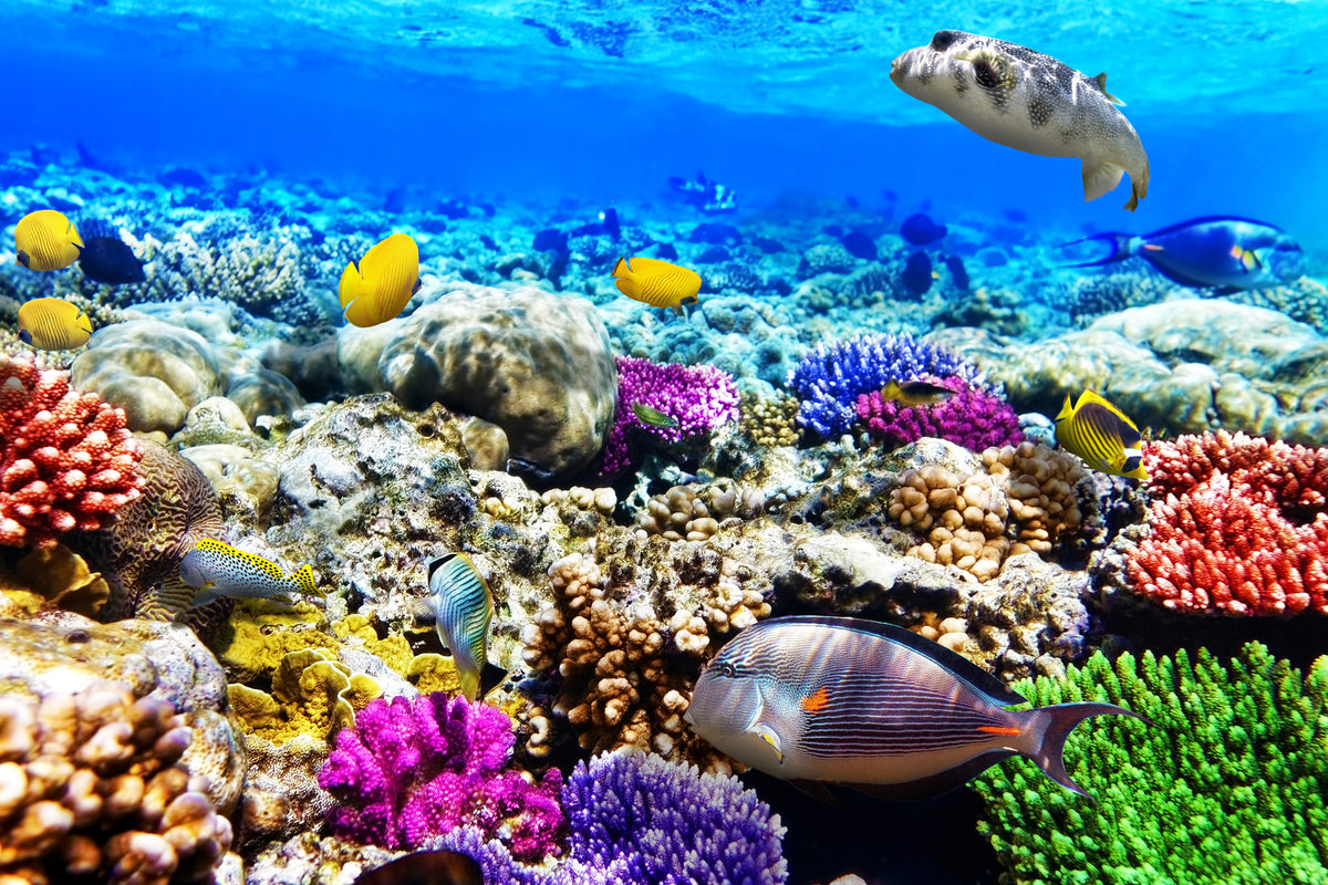 aluminium-print-fish-aquarium