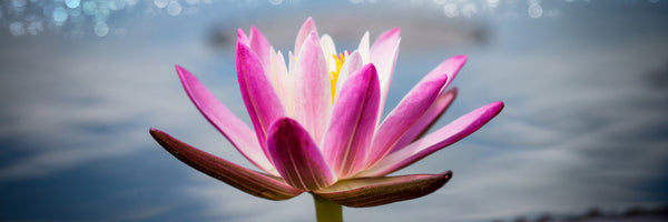 panoramic-3-piece-canvas-print-lotus-in-the-morning-dew-panorama
