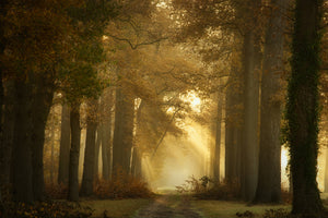 canvas-print-forever-forest-x