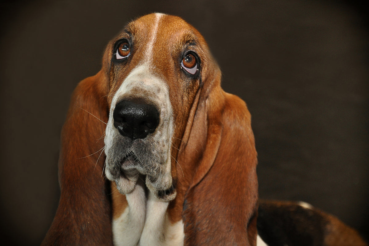 framedposter-print-typical-basset