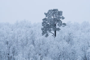 framedcanvas-print-first-snow-x