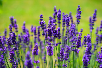 poster-print-beautiful-lavender