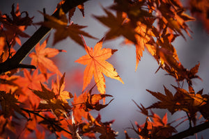 modern-3-piece-aluminium-print-maple-leaves-in-autumn