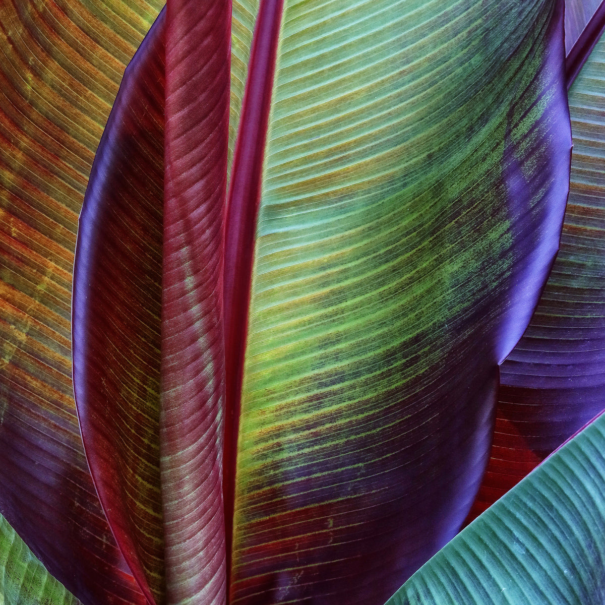 aluminium-print-banana-skin-x