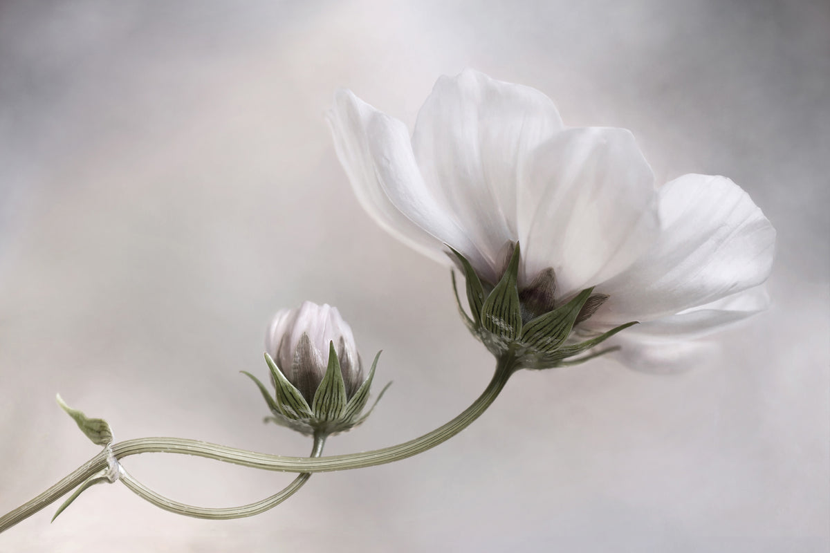 aluminium-print-simply-cosmos