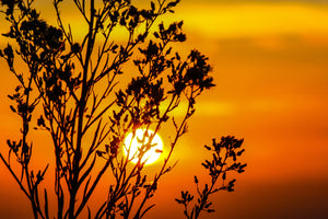 acrylic-print-a-shrub-in-the-sunset
