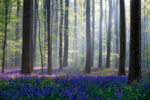 modern-3-piece-acrylic-print-bluebells