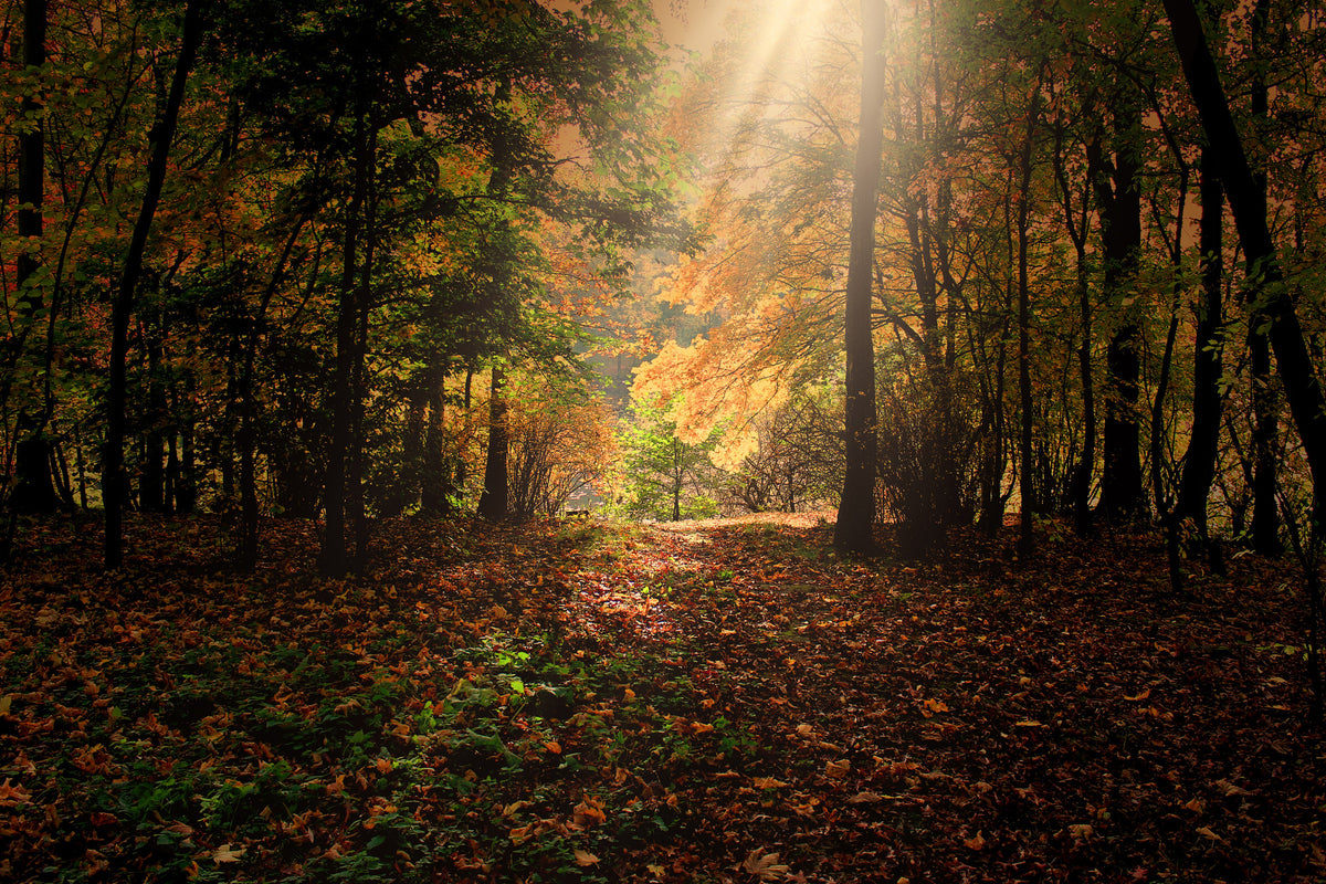 canvas-print-the-deciduous-forest