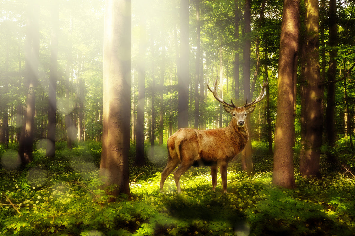 canvas-print-attention-deer