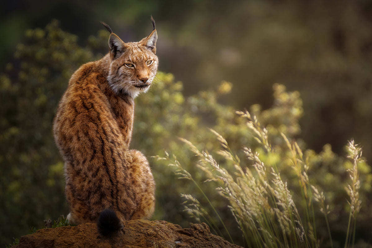 acrylic-print-lynx-fine-art-x
