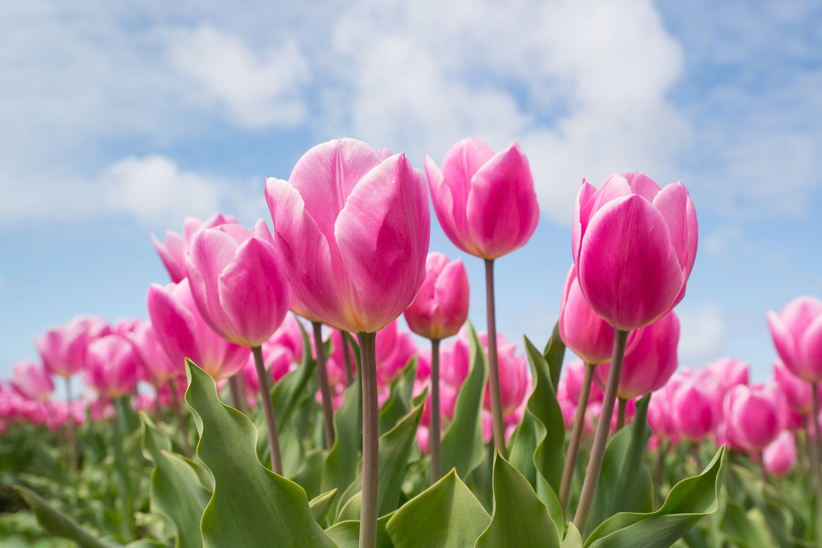 3-piece-acrylic-print-tulip-field-in-pink