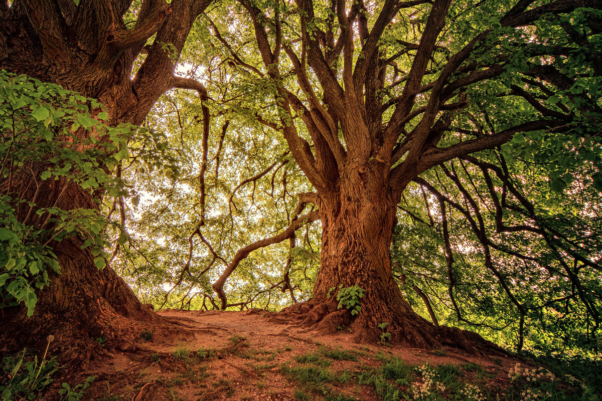 framedcanvas-print-in-the-dense-forest