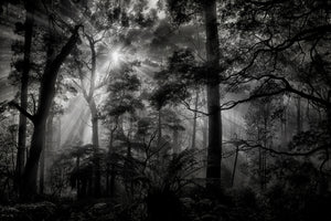 modern-3-piece-canvas-print-primary-forest