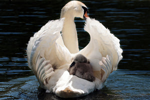3-piece-aluminium-print-mom-and-baby-swan