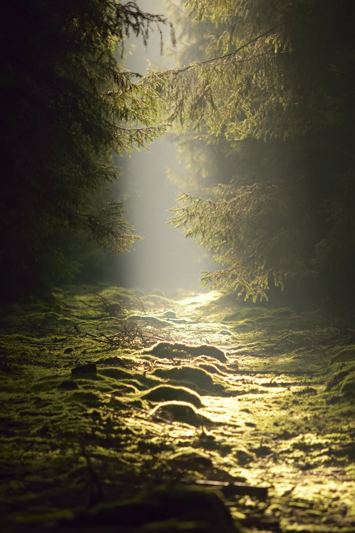 canvas-print-the-wild-way