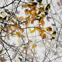aluminium-print-autumn-song