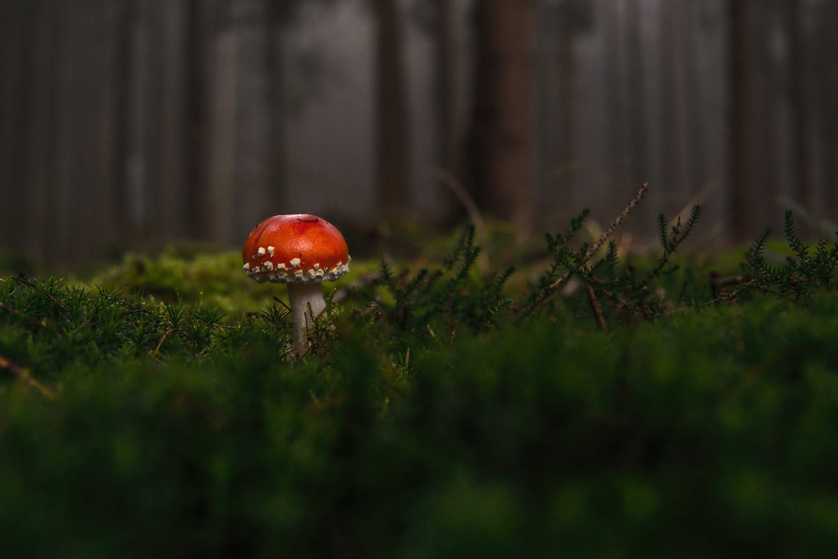 framedcanvas-print-a-mushroom-in-the-forest