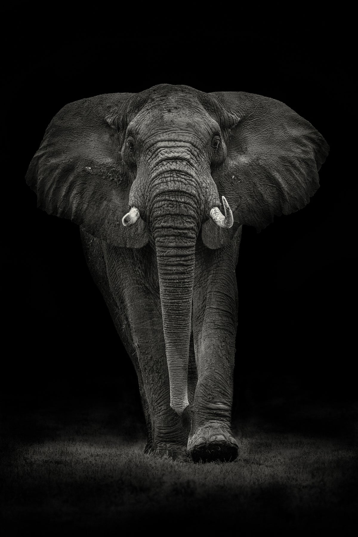 framedposter-print-ngorongoro-bull-x