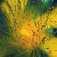 4-piece-canvas-print-creation