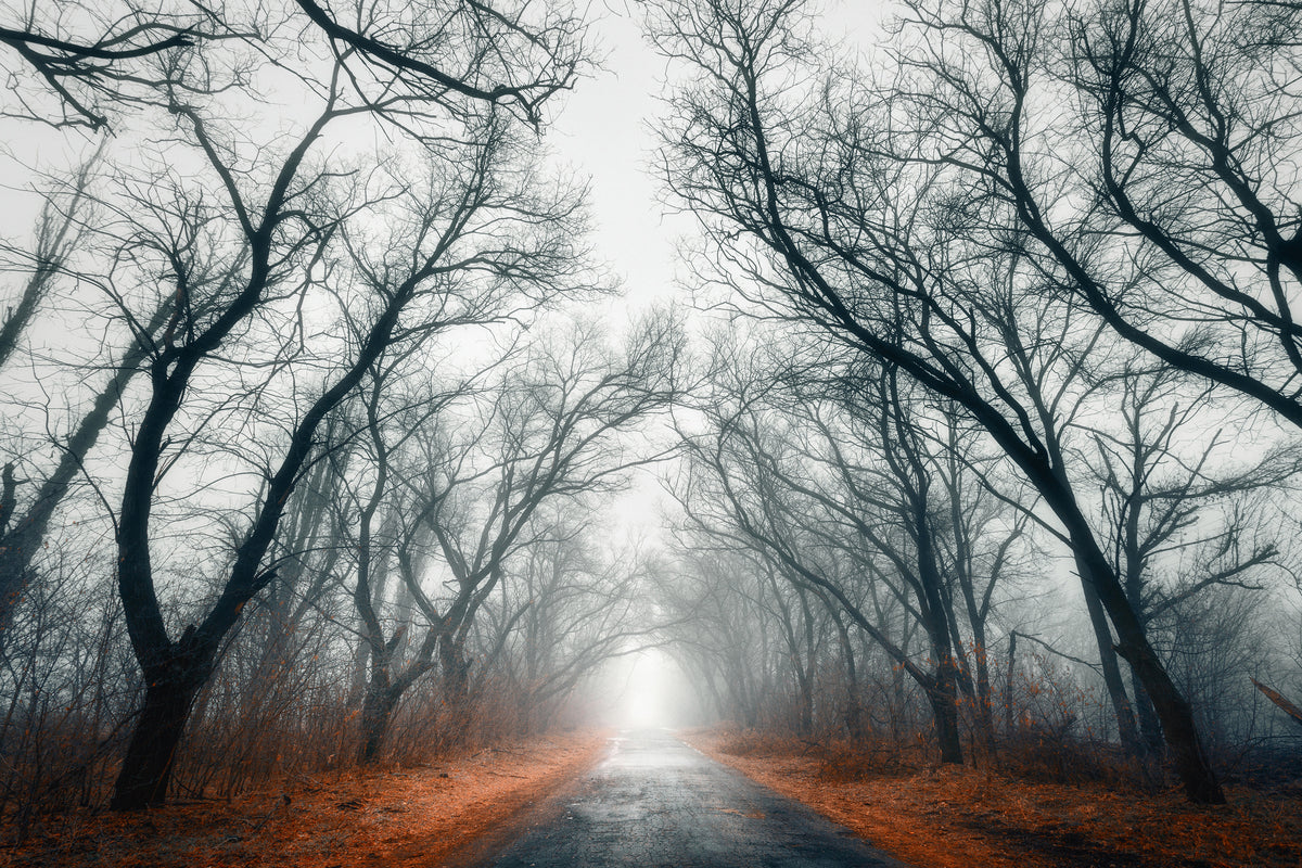 poster-print-mysterious-mood-in-the-forest