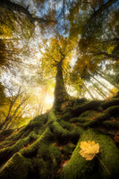 aluminium-print-the-goodbye-of-a-leaf