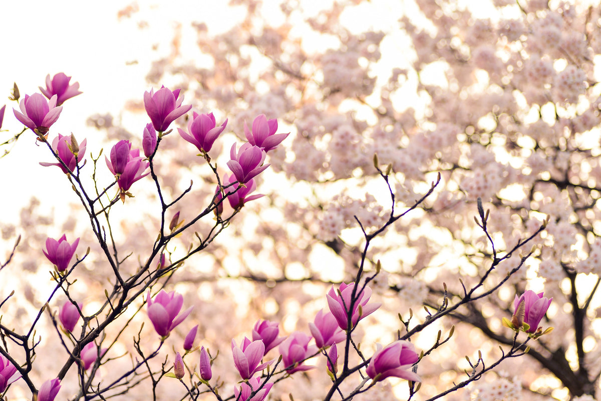 framedposter-print-beautiful-magnolia-xl