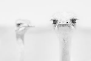 poster-print-funny-ostrich