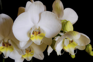 framedposter-print-white-orchids-in-bloom