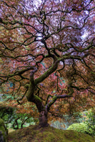aluminium-print-japanese-maple-tree