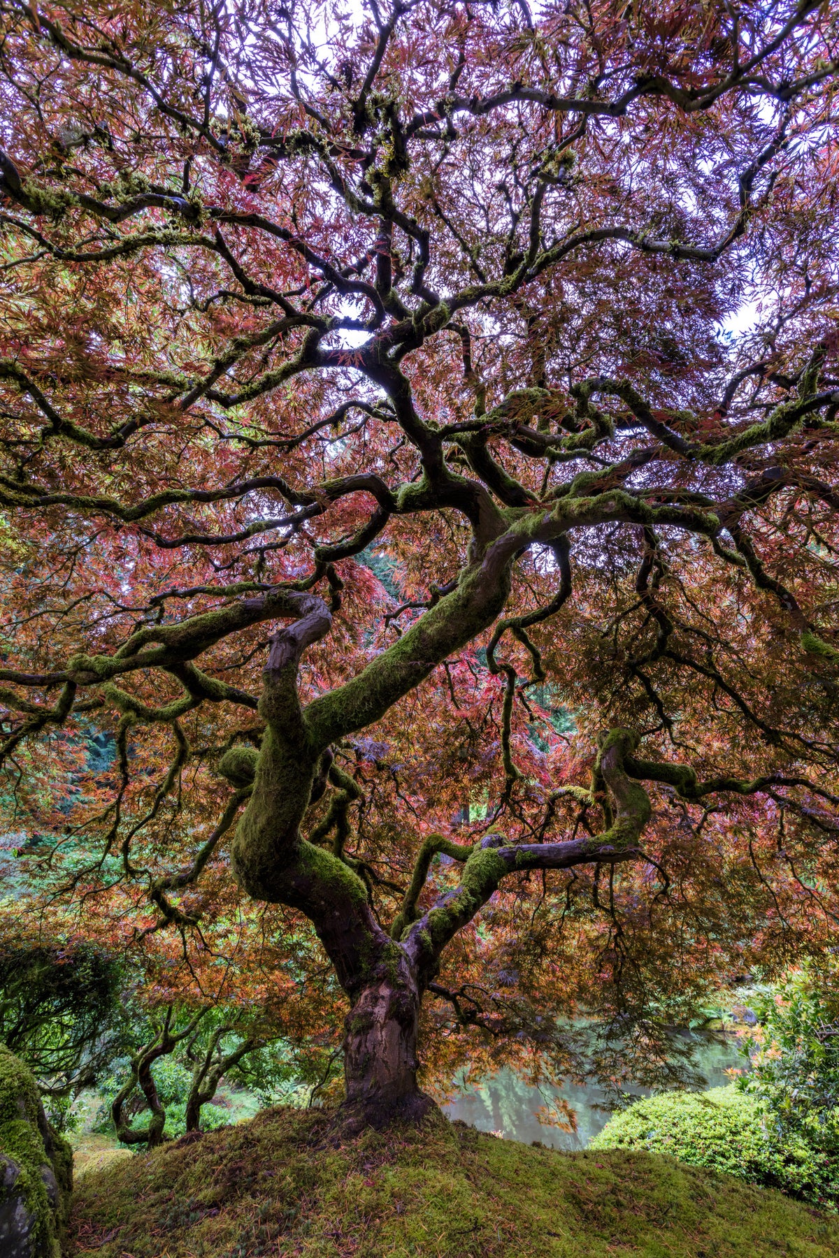 aluminium-print-japanese-maple-tree