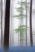 acrylic-print-foggy-forest-x