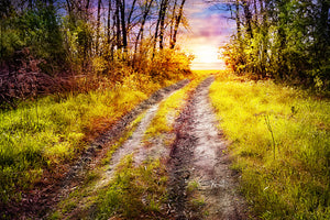 3-piece-canvas-print-the-forest-path