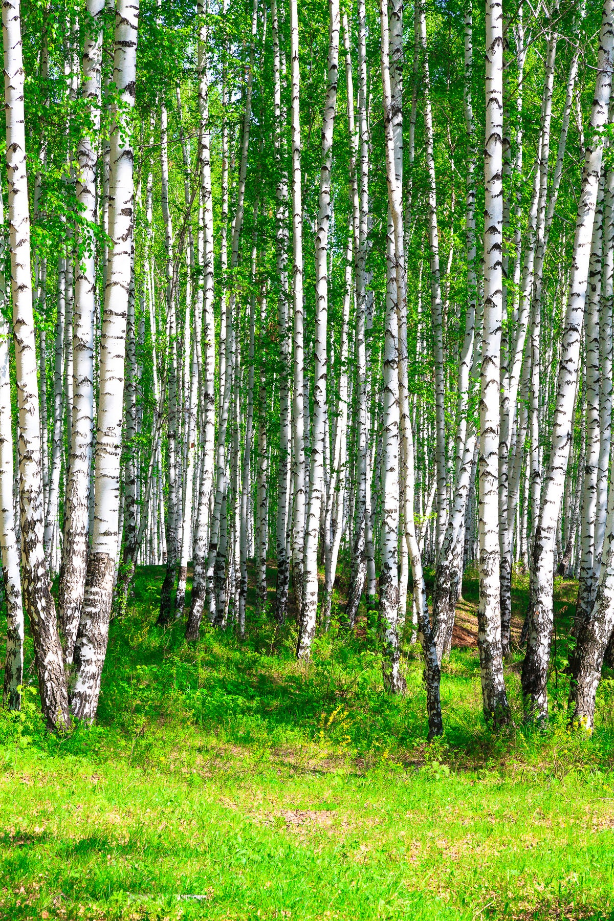 poster-print-the-birch-forest-in-summer