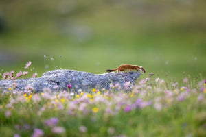 aluminium-print-ermine-on-patrol-x