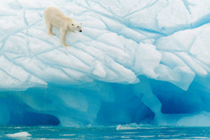 3-piece-canvas-print-polar-bear
