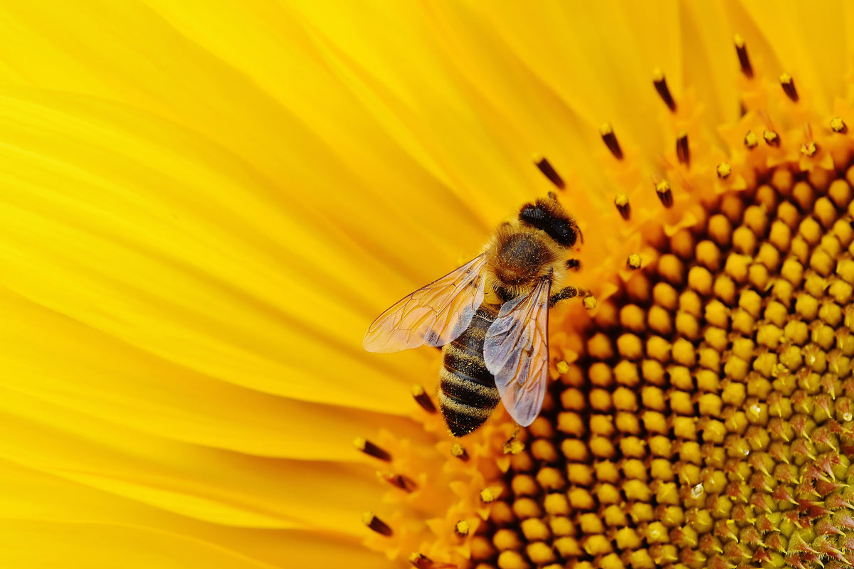 3-piece-canvas-print-bee-on-the-sunflower