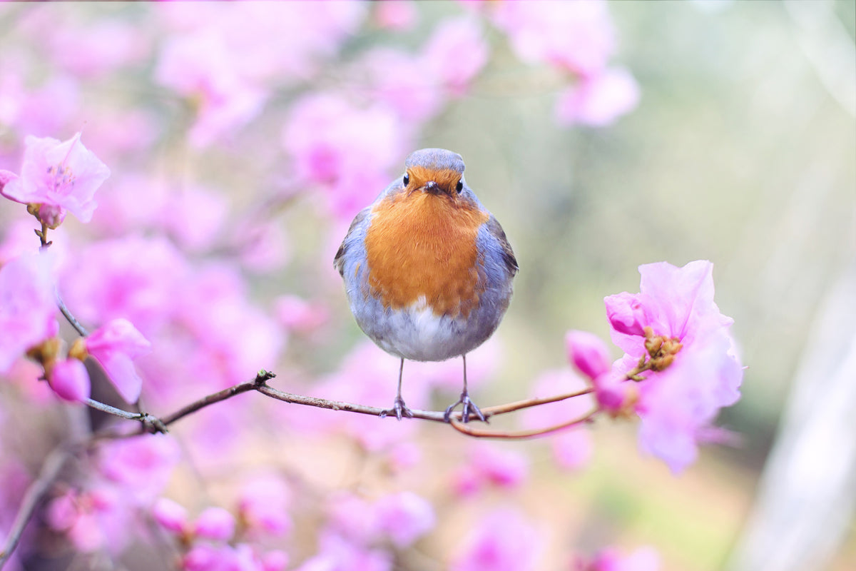 3-piece-aluminium-print-spring-bird