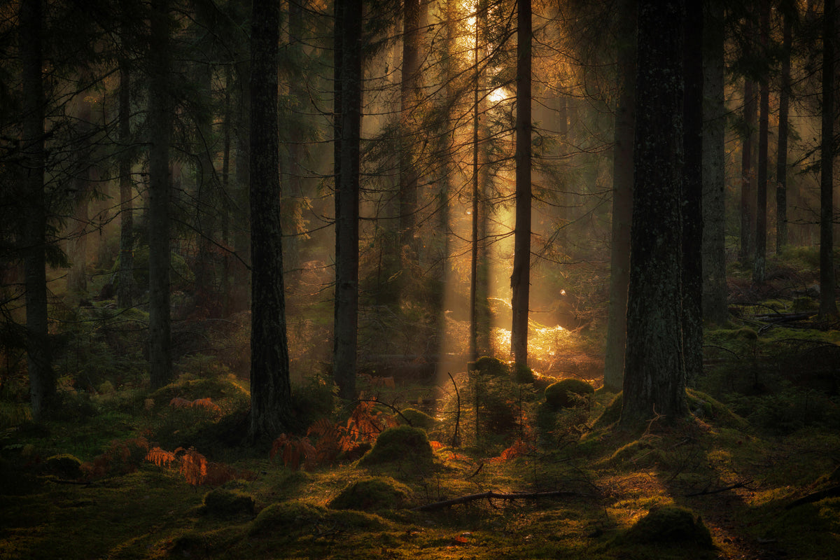 framedcanvas-print-the-light-in-the-forest-x