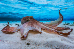 3-piece-acrylic-print-octopus