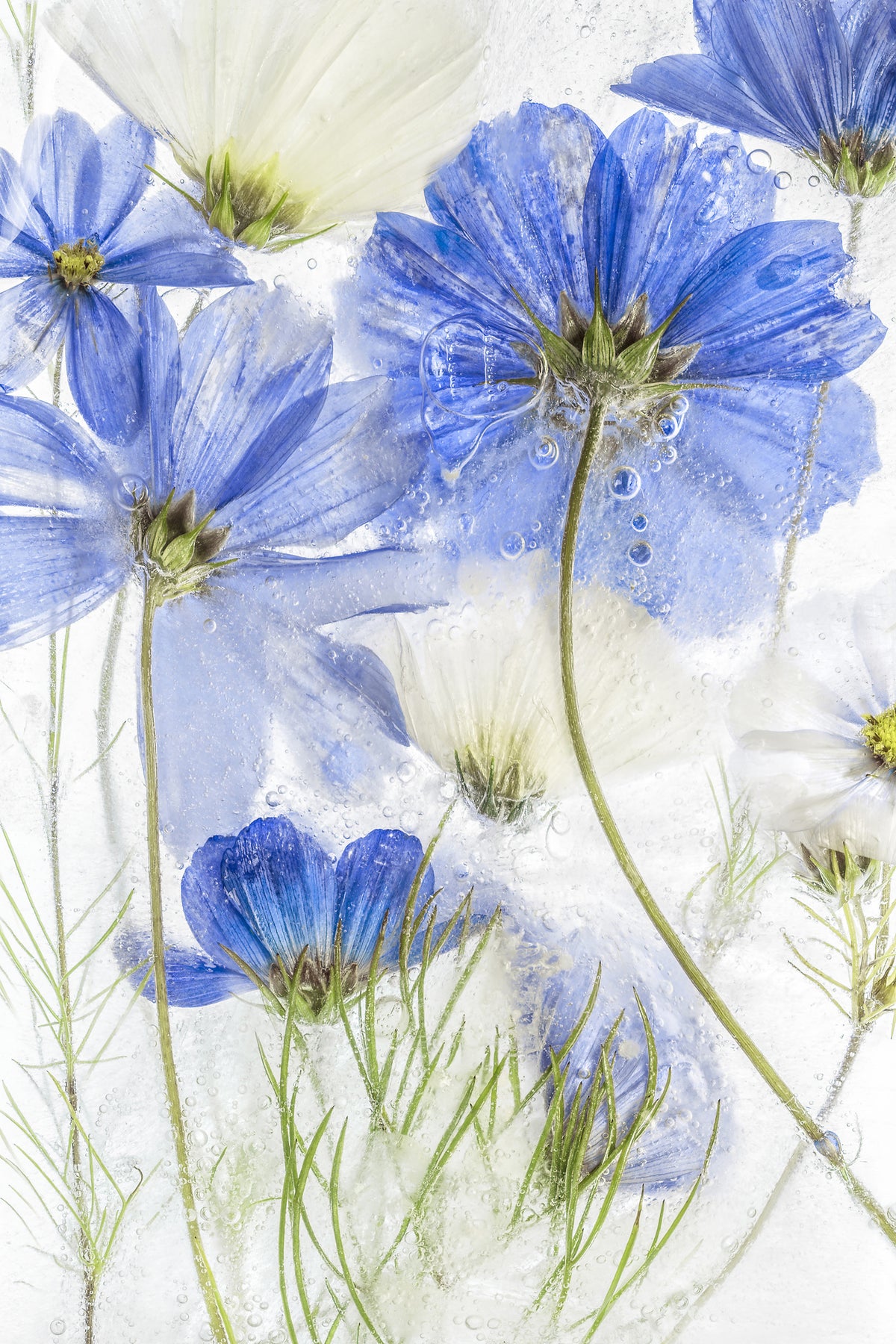 framedcanvas-print-cosmos-blue