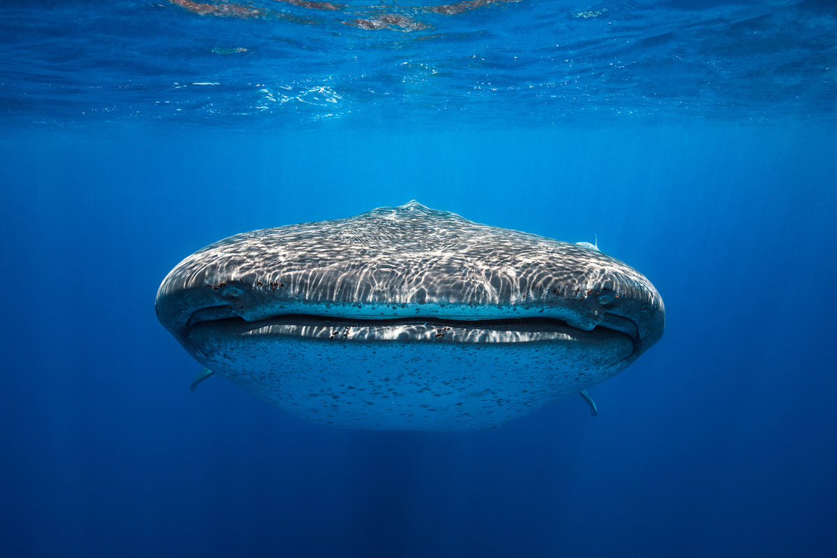 modern-3-piece-canvas-print-face-to-face-with-a-whale-shark