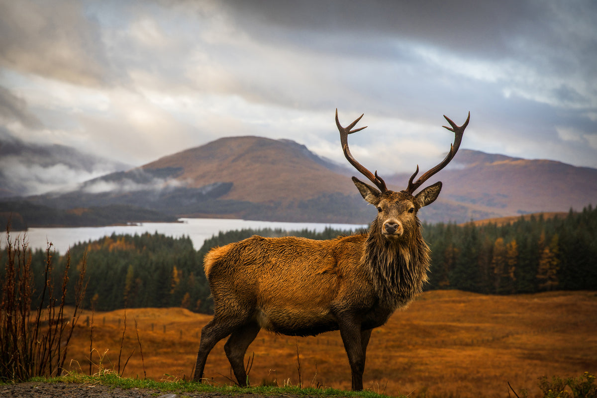 canvas-print-scottish-stag