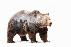 framedcanvas-print-bear-x