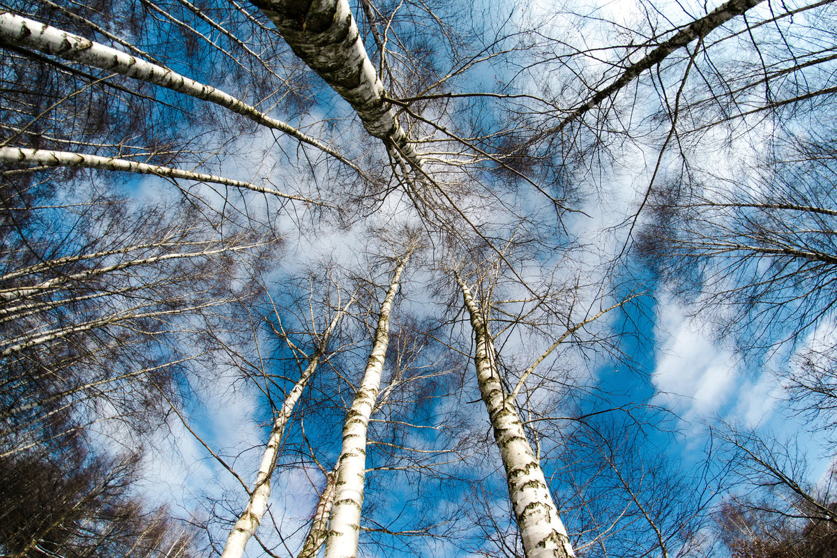 modern-3-piece-canvas-print-birch-crowns