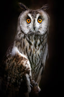 canvas-print-longeared-owl-portrait-x